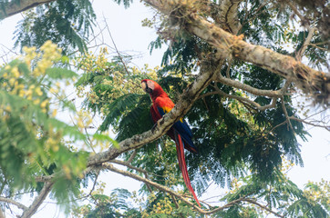 guacamaya