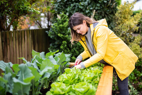 Junge Frau bei der Gartenarbeit an einem Hochbeet 