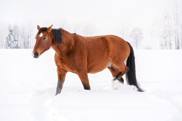 Brown horse on snow, field, blurred trees behind her, side view
