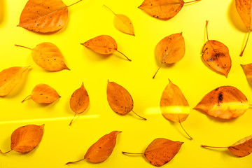Wet autumn orange leaves on yellow board, sun shines on, view from above