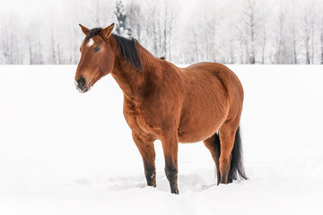 Brown horse standing in snow, blurred trees in background