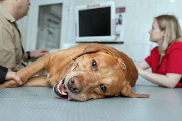 golden labrador retriever lying on table at vet clinic during  ultrasound diagnostic