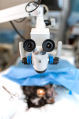 Vet ophthalmologist surgical microscope in operating room. and dog with injured eye on operating table, ready for operation