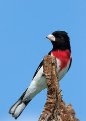 Male Rose-breasted Grosbeak (Pheucticus ludovicianus) perched on a branch under a sunny blue sky.