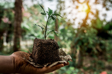 green earth and plant, concept love world.