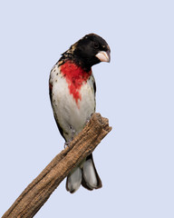 Male Rose-breasted Grosbeak (Pheucticus ludovicianus) perched on a branch under a sunny blue sky.