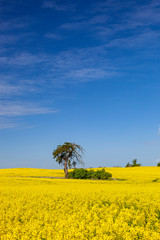 Rzepak - polski krajobraz wiosenny