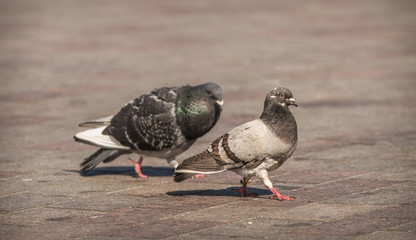 Male pigeon chasing and displaying to a female in the city