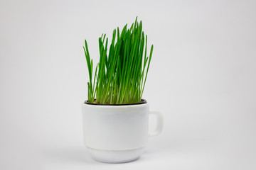 Green grass. Green grass in a white cup on a white isolated background. copy space