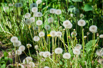 A fluffy ripe white round weedy dandelion is ready to send hundreds of its seeds i