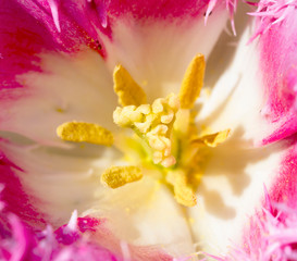 Fototapeta na wymiar .Tulip core close up