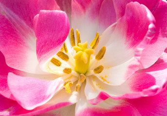 Close up of tulip core