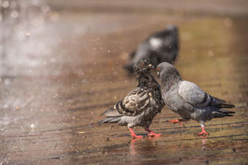 Wet pigeon standing next to a water fountain in the city