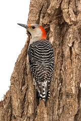 Female Red-bellied Woodpecker (Melanerpes carolinus) clinging to a tree stump.