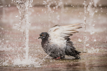 Pigeon bathing in a fountain on a city shopping square sidewalk