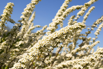 Flowering shrubs against the blue sky. White blooming garden in spring.