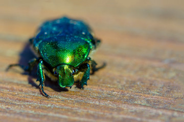 Green shiny beetle on light brown background. Front view. Selective focus. Copy space.