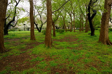 春の雨降る公園の風景