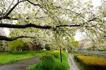 春の雨降る公園の風景