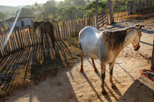 Fazenda Cavalos
