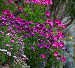 Flores de colores. Arbusto verde con flores de colores. Hermoso fondo natural. Naturaleza. Floral. 