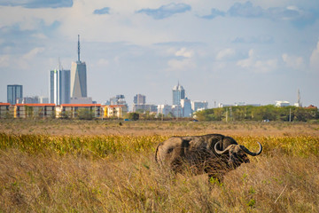 Buffalo in Nairobi national park, Nairobi skyscrapers in the background - obrazy, fototapety, plakaty