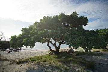 Big tree on the sea