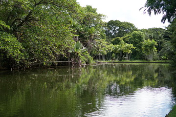 Jungle Lake