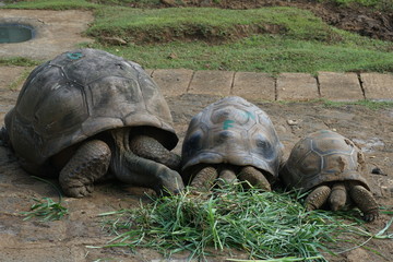 Turtle Family Eating