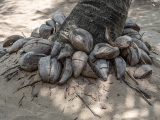 Phylum of coconut tree decorated by coconut clusters.