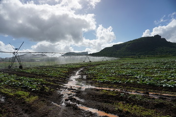 Watering the fields