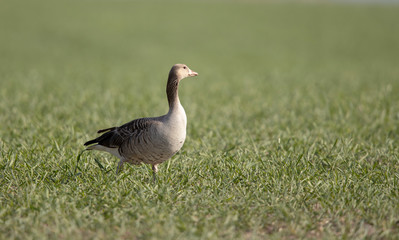 Eine Graugans seitlich stehend auf einer großen Wiese