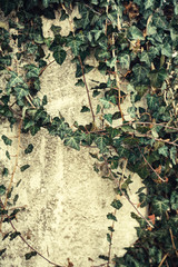 Ivy plants, lianas cover a wall.