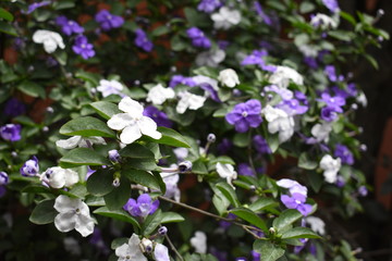 flores blancas y moradas