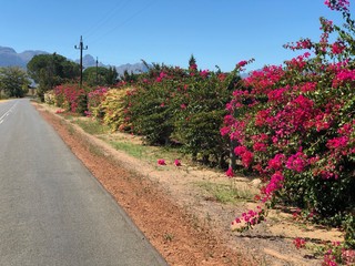 romantic colourful roadside