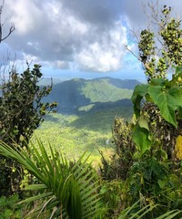 landscape with trees and blue sky