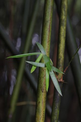 Close up Bamboo Leaves, Bamboo Grove in China