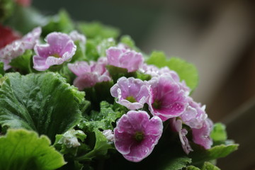 Close up Pink Begonia Flower 