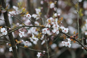 Close up White Cherry Blossom, a symbol of  renewal, vitality, and beauty