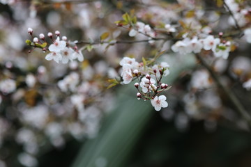 Close up White Cherry Blossom, a symbol of  renewal, vitality, and beauty