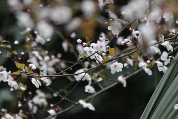 Close up White Cherry Blossom, a symbol of  renewal, vitality, and beauty