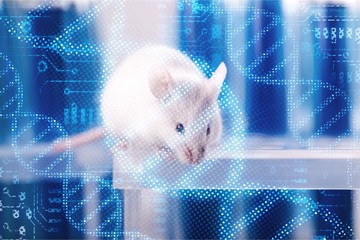 White laboratory rat isolated on blue background