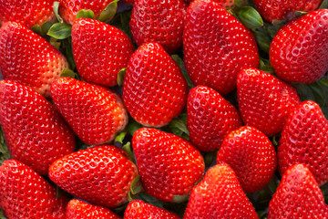 Background of freshly harvested strawberries