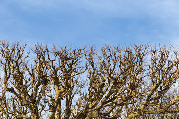 Bare trees over blue sky