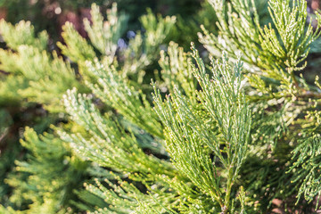 Close-up of conifer tree branch