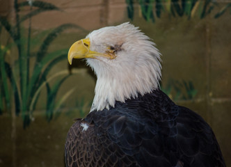 Blind Bald Eagle at Eagle Rescue Place