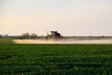 Fototapeta premium tractor with the help of a sprayer sprays liquid fertilizers on young wheat in the field.