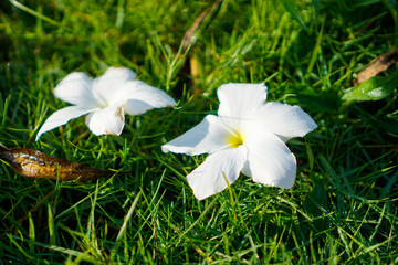 white flowers in garden