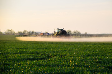 Fototapeta premium tractor with the help of a sprayer sprays liquid fertilizers on young wheat in the field.