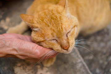 hands holding chicken